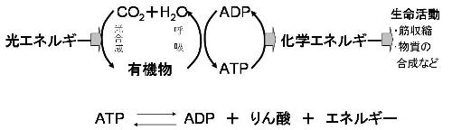 http://www.mech.nias.ac.jp/biomass/images/4-6.jpg