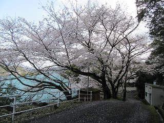 桜.jpg 桜.jpg