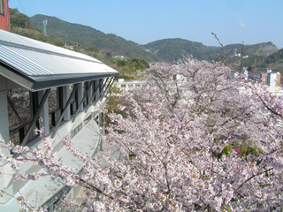 入学式の桜(食堂前)