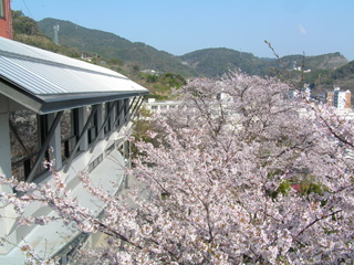 入学式の桜(食堂前) 入学式の桜(食堂前)