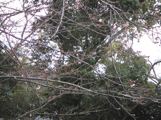 桜ぽつぽつ 桜ぽつぽつ