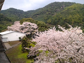 桜�