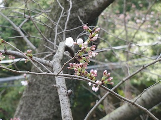 学内の桜 学内の桜
